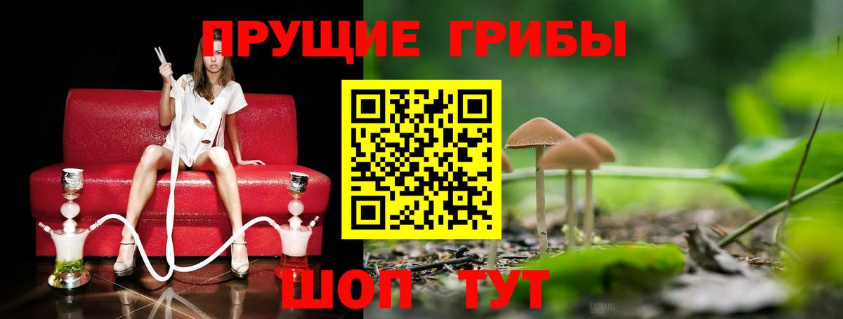 Егорьевск  Псилоцибиновые грибы Psilocybine cubensis  Вход с VPN 